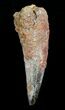 Bagain Inch Spinosaurus Tooth #4843-1